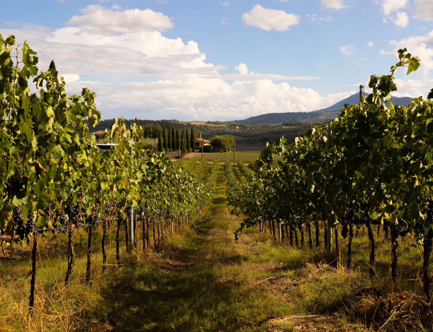 Azienda agricola La Cignozza
